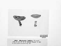 Russula fallax image